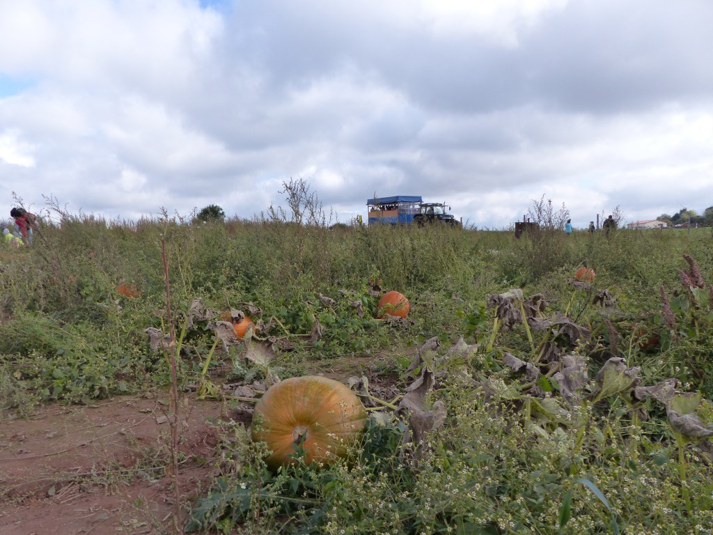 Campo de calabazas de halloween